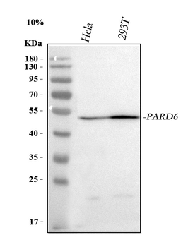 PARD6B Rabbit Polyclonal Antibody