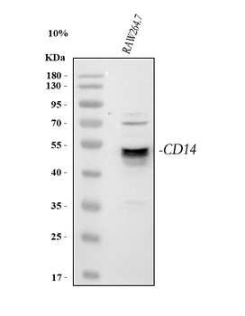 Cd14 Rabbit Polyclonal Antibody