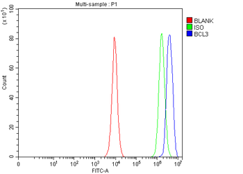 BCL3 Antibody