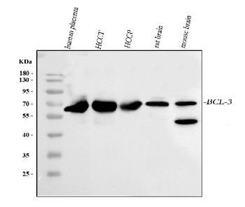 BCL3 Antibody