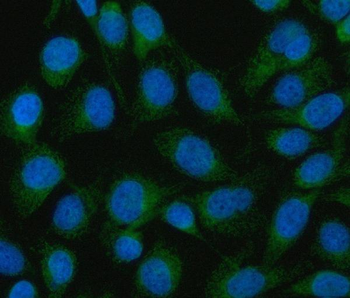 Mitofilin/IMMT Rabbit Polyclonal Antibody