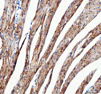 Mitofilin/IMMT Rabbit Polyclonal Antibody