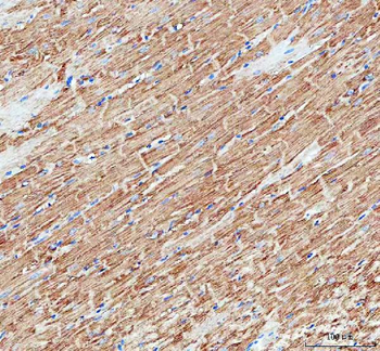 Mitofilin/IMMT Rabbit Polyclonal Antibody