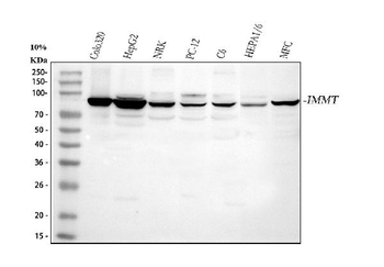 Mitofilin/IMMT Rabbit Polyclonal Antibody