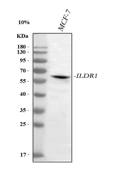ILDR1 Rabbit Polyclonal Antibody