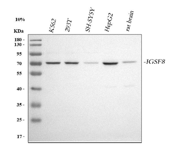 CD316/IGSF8 Rabbit Polyclonal Antibody