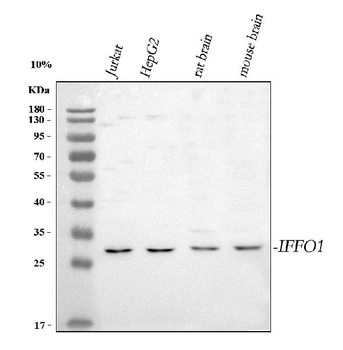 IFFO1 Rabbit Polyclonal Antibody