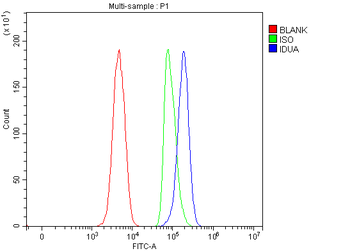 IDUA Antibody