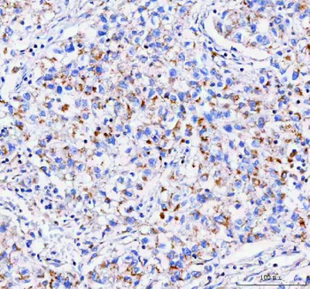 IDUA Antibody