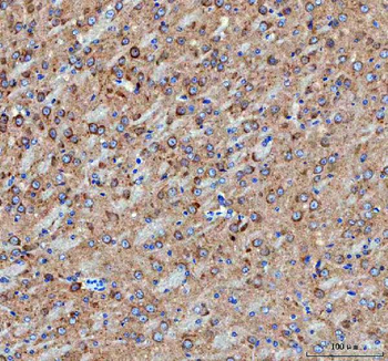 IDUA Antibody