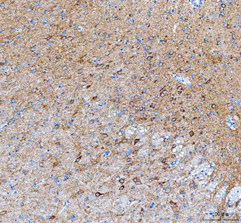 IDUA Antibody