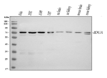 IDUA Antibody