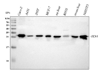 IDI1 Rabbit Polyclonal Antibody