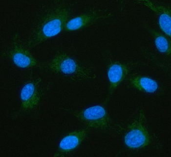 IDH3G Antibody