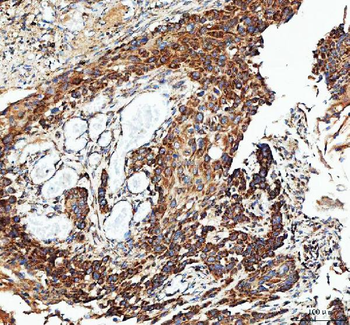 IDH3G Antibody