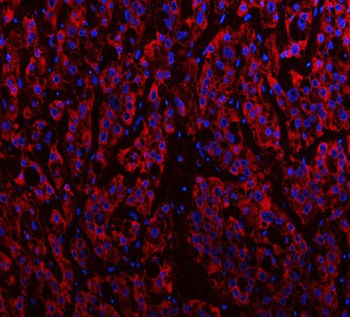 IDH3A Antibody