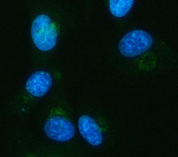 IDH3A Antibody