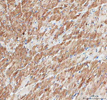 IDH3A Antibody