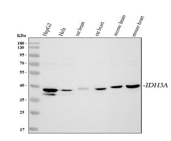 IDH3A Antibody