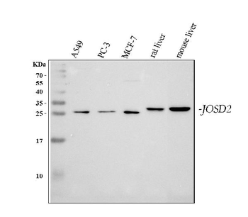 JOSD2 Rabbit Polyclonal Antibody