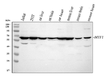 MTF1 Rabbit Polyclonal Antibody