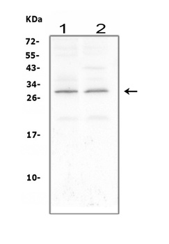 CNTF Rabbit Polyclonal Antibody