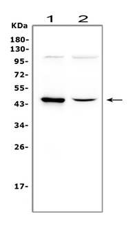 Wnt5a Rabbit Polyclonal Antibody