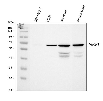 NF68 Nefl Mouse Monoclonal Antibody