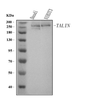 Talin TLN2 Mouse Monoclonal Antibody
