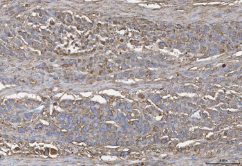 Annexin IV/ANXA4 Antibody
