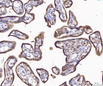 Annexin IV/ANXA4 Antibody