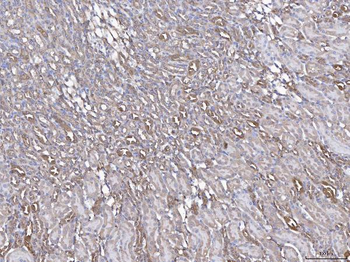 Annexin IV/ANXA4 Antibody
