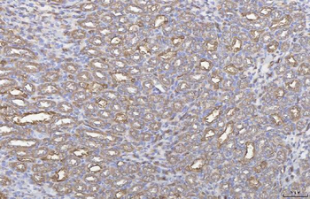 Annexin IV/ANXA4 Antibody