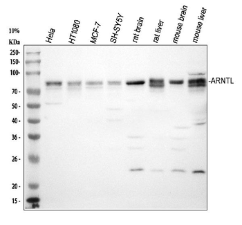 BMAL1/ARNTL Rabbit Polyclonal Antibody