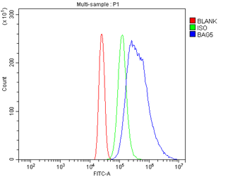 Bag5 Rabbit Polyclonal Antibody