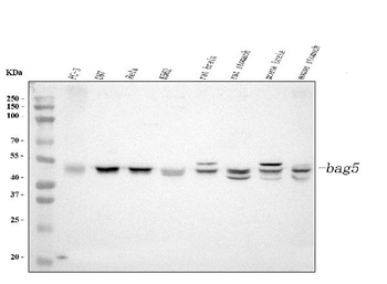 Bag5 Rabbit Polyclonal Antibody