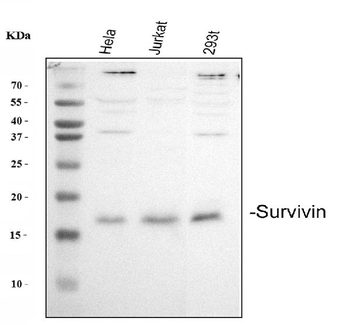Survivin/BIRC5 Antibody
