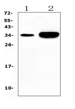 Carbonic Anhydrase IV/CA4 Rabbit Polyclonal Antibody