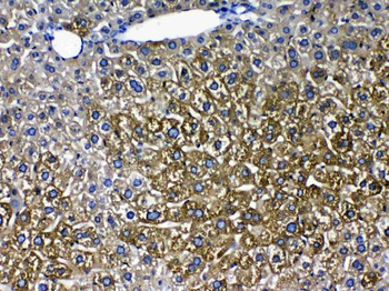 Cytochrome P450 2D6/CYP2D6 Rabbit Polyclonal Antibody
