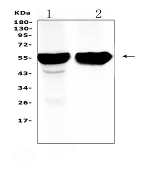 Cytochrome P450 2D6/CYP2D6 Rabbit Polyclonal Antibody