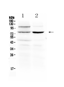 Dishevelled 2/DVL2 Rabbit Polyclonal Antibody