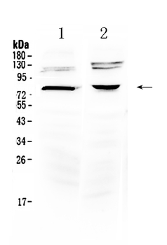 Dishevelled 3/DVL3 Rabbit Polyclonal Antibody