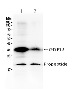 GDF15 Antibody