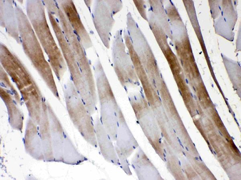 Connexin 45/GJA7/GJC1 Rabbit Polyclonal Antibody