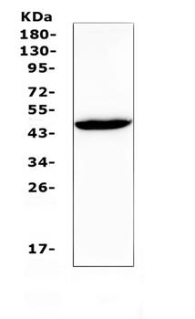 Connexin 45/GJA7/GJC1 Rabbit Polyclonal Antibody