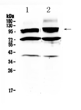 HCN2 Rabbit Polyclonal Antibody