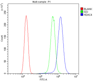 HDAC4 Rabbit Polyclonal Antibody