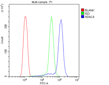 HDAC4 Rabbit Polyclonal Antibody
