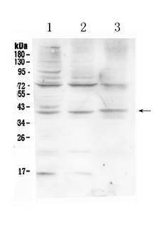 HFE Rabbit Polyclonal Antibody