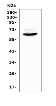 Heparanase 1/Hpse Rabbit Polyclonal Antibody